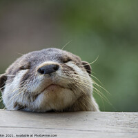 Buy canvas prints of Sleeping Otter! by Fiona Etkin