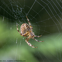 Buy canvas prints of Spider on a web by Fiona Etkin