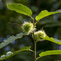 Buy canvas prints of Sweet chestnut leaves and fruit by Fiona Etkin
