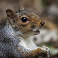 Buy canvas prints of Little squirrel Nutkins! by Fiona Etkin