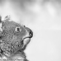 Buy canvas prints of Koala portrait in Black and white by Fiona Etkin