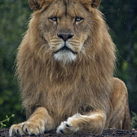 Buy canvas prints of Male lion in the rain by Fiona Etkin