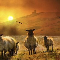 Buy canvas prints of Sheep on the hill sunset by Fiona Etkin