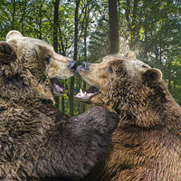 Buy canvas prints of Brown Bears rubbing noses  by Fiona Etkin