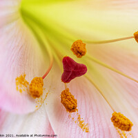 Buy canvas prints of Pink Lily Macro by Fiona Etkin