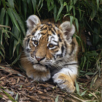 Buy canvas prints of Tiger cub in the undergrowth by Fiona Etkin