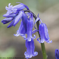 Buy canvas prints of Bluebells at Scathes Wood by Fiona Etkin