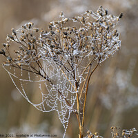Buy canvas prints of Morning dewdrops on a cobweb by Fiona Etkin