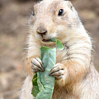 Buy canvas prints of Prairie dog eating cabbage by Fiona Etkin