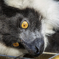 Buy canvas prints of Black and White Ruffed Lemur portrait by Fiona Etkin
