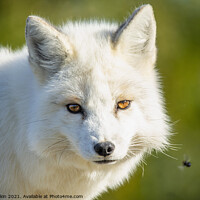 Buy canvas prints of A close up of a  white fox by Fiona Etkin