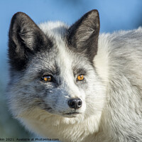 Buy canvas prints of Grey and White Fox portrait by Fiona Etkin