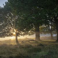 Buy canvas prints of Daybreak through the trees by Fiona Etkin