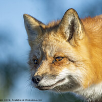 Buy canvas prints of Red Fox in beautiful sun light by Fiona Etkin