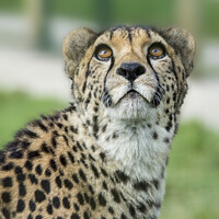 Buy canvas prints of Cheetah caught in an upward gaze by Fiona Etkin