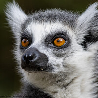 Buy canvas prints of Ringtailed Lemur with bright orange eyes and scary fangs by Fiona Etkin