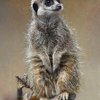 Buy canvas prints of Fine art Meerkat portrait by Fiona Etkin