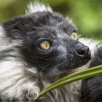 Buy canvas prints of Black and White ruffed Lemur close up portrait  by Fiona Etkin