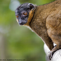Buy canvas prints of Collared Lemur portrait by Fiona Etkin