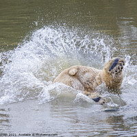 Buy canvas prints of Polar bear diving into water by Fiona Etkin