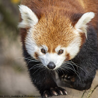 Buy canvas prints of Red Panda taking a stroll by Fiona Etkin