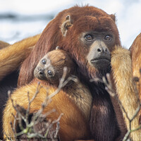 Buy canvas prints of Baby Howler Monkey with mum by Fiona Etkin