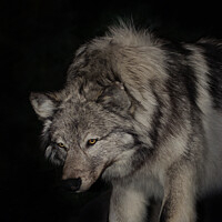 Buy canvas prints of A wolf that is looking at the camera by PAULINE Crawford
