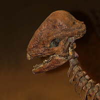 Buy canvas prints of Prehistoric Dinosaur Dino Bones Skull Drumheller A by PAULINE Crawford
