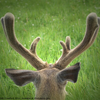 Buy canvas prints of Wild Deer Antlers Resting Field Calgary Alberta by PAULINE Crawford