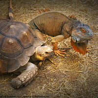 Buy canvas prints of A turtle and Iguana racing through a pile of hay by PAULINE Crawford