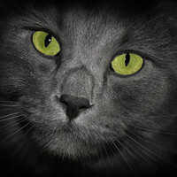 Buy canvas prints of Cat with green eyes gray fur cute close up of his face by PAULINE Crawford