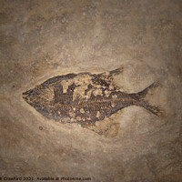Buy canvas prints of Prehistoric Fossils Fish Fossil in Rock or Stone by PAULINE Crawford
