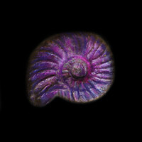 Buy canvas prints of Prehistoric Purple Ammonite Fossil  by PAULINE Crawford