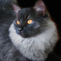 Buy canvas prints of Black Smoke Ragdoll Cat with Orange Eyes by PAULINE Crawford
