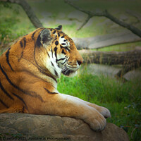 Buy canvas prints of BIG CATS: Bengal Tiger Laying Down in Profile by PAULINE Crawford