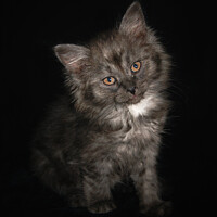 Buy canvas prints of Ragdoll Kitten Cat with Black Smoke fur and Orange eyes by PAULINE Crawford