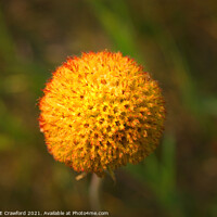 Buy canvas prints of Yellow Orange Seed Pod Round Flower Without Petals by PAULINE Crawford
