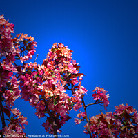 Buy canvas prints of Flowering Crabapple Tree Flower Blossoms Blue Sky by PAULINE Crawford
