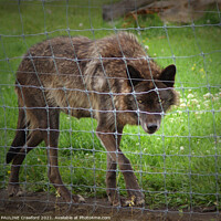 Buy canvas prints of LONE WOLF Brown Black Wild Wolf behind a barb wire by PAULINE Crawford