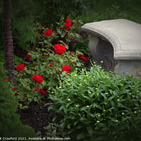 Buy canvas prints of Private English Rose Garden with Bench in Canada by PAULINE Crawford