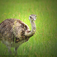 Buy canvas prints of An Ostrich bird standing on top of a grass covered field by PAULINE Crawford