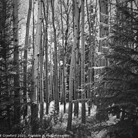 Buy canvas prints of The Forest - Poplar and Birch Trees in Black and W by PAULINE Crawford