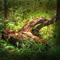Buy canvas prints of Tree Stump in the Forest  by PAULINE Crawford