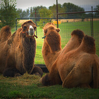 Buy canvas prints of 2 Camels laying down in grass covered field by PAULINE Crawford