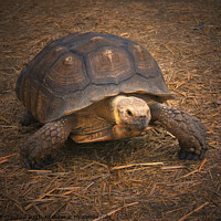 Buy canvas prints of Turtle Walking in Straw Large Tortoise by PAULINE Crawford