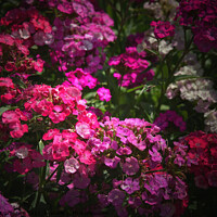 Buy canvas prints of Phlox Wild Flowers Pink and Fuschia English Garden by PAULINE Crawford