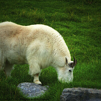 Buy canvas prints of White Rocky Mountain Goat Alberta Canada in Grass  by PAULINE Crawford