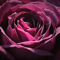 Buy canvas prints of Plum Crazy Purple Plum Rose Bloom Blossom by PAULINE Crawford