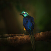 Buy canvas prints of Exotic Blue and Green Bird Long Tail Feathers by PAULINE Crawford