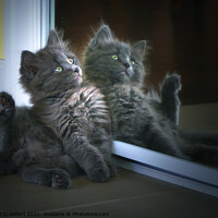 Buy canvas prints of Cute Nebelung Kitten in Mirror Double Trouble by PAULINE Crawford